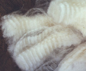 A photo of the eight inch long, lustrous locks of a white Romney fleece